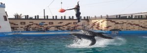 Agadir Dolphin world trip