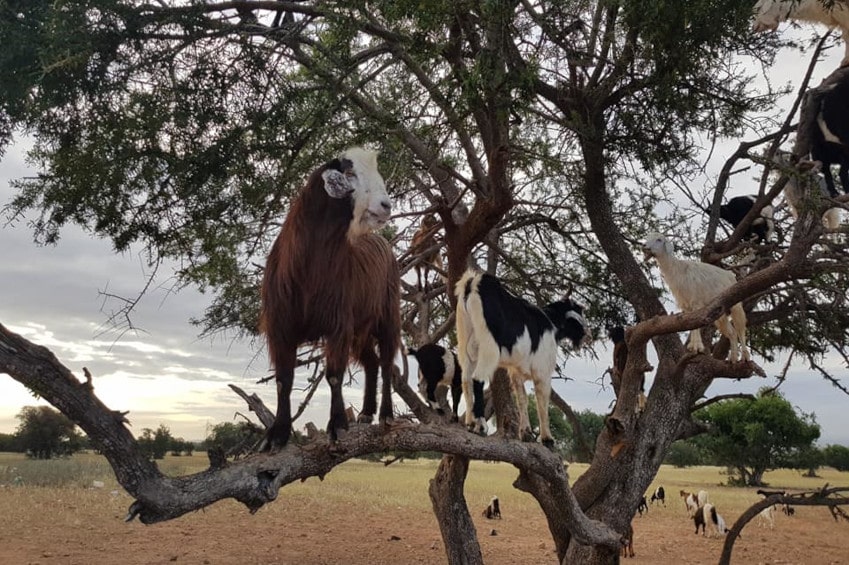 Goat above argan tree Essaouira road