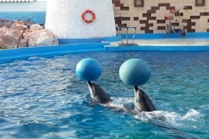 Agadir Dolphin world trip